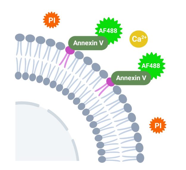 تست انکسین PI تست انکسین PI