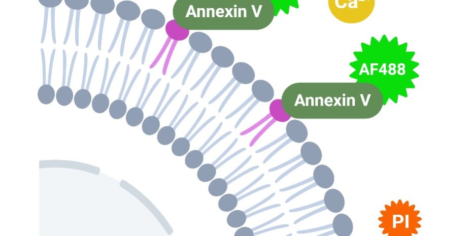 تست انکسین PI تست انکسین PI