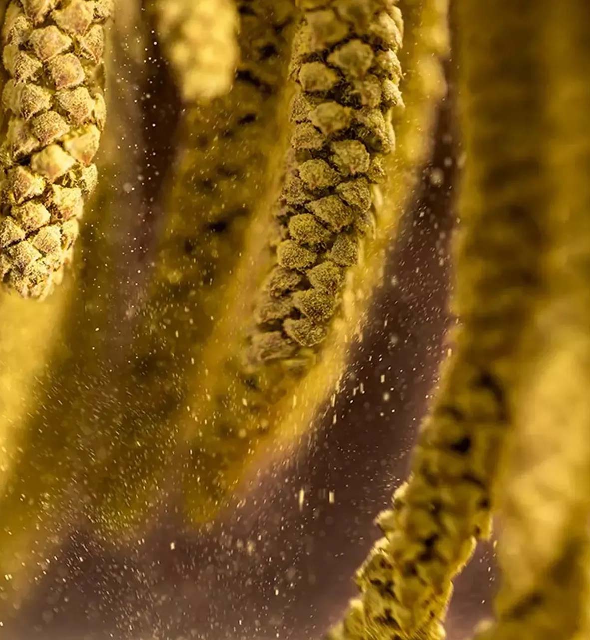 آزمایشگاه چکاپ 21 آزمایشگاه چکاپ