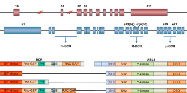 BCR-and-ABL1-gene-structures-741×370