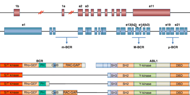 BCR-and-ABL1-gene-structures-741×370