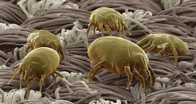 dust-mites
