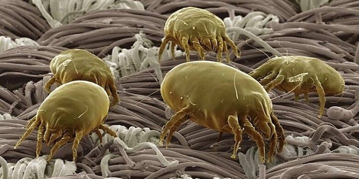 dust-mites