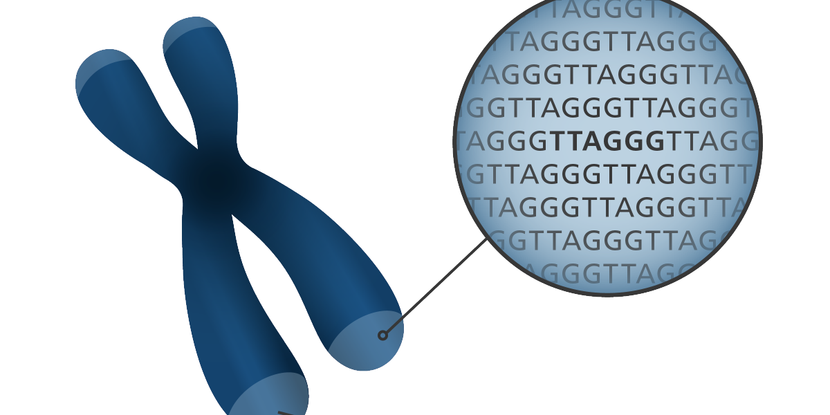 chromosome_telomere_TTAGGG_yourgenome-2e8b588cb5f3f487b7a38f97412d3c9f