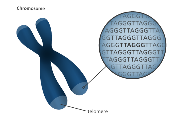 chromosome_telomere_TTAGGG_yourgenome-2e8b588cb5f3f487b7a38f97412d3c9f
