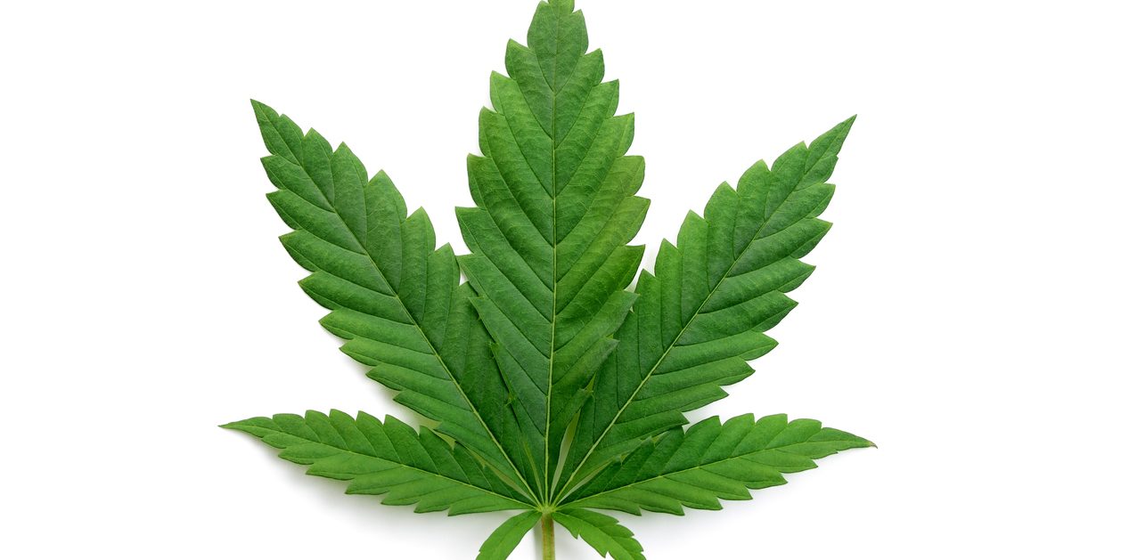 Green cannabis leaves isolated on white background. Growing medical marijuana.