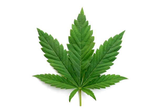 Green cannabis leaves isolated on white background. Growing medical marijuana.